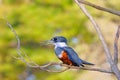 Female Ringed Kingfisher, Megaceryle Torquata, a large and noisy kingfisher bird, Pantanal, Brazil, South America