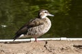 Female Ringed Teal is sitting on the shore of Lake