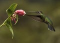 Female Rivoli`s or Magnivicent Hummingbird Eugenes fulgens, Costa Rica Royalty Free Stock Photo