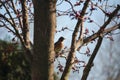 A Female Robin Sitting on a King Crimson Maple Tree Branch in the spring