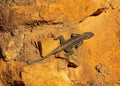 rock agama lizard, Agama agama, on tree branch, Samburu National Reserve, Kenya, East Africa Royalty Free Stock Photo