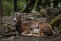 Female of rock goat resting comfortably in a peaceful mountain landscape in Germany Royalty Free Stock Photo