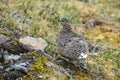 Female rock ptarmigan Royalty Free Stock Photo