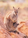 Female Rock Wallaby, Petrogale, with a cub watching out on a rocky outcrop in the outback Royalty Free Stock Photo