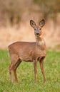 Female roe deer Royalty Free Stock Photo