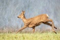 FeMale roe deer Capreolus capreolus Majestic roe deer