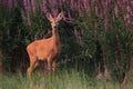 Female roe deer standing next to blooming flowers in summer Royalty Free Stock Photo