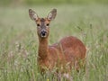 Female Roe Deer Capreolus capreolus with ears pricked up