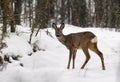 Female Roe deer gives a head turn towards camera in winter snowy forest