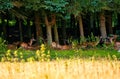 Female roe deer group - Capreolus capreolus, western group of roe deer resting on the meadow in front of the forest Royalty Free Stock Photo