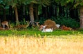 Female roe deer group - Capreolus capreolus, western group of roe deer resting on the meadow in front of the forest Royalty Free Stock Photo