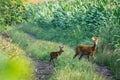 Female roe deer and her little fawn.