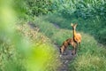 Female roe deer and her little fawn. Royalty Free Stock Photo