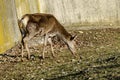 Female Roe Deer, hind or Capreolus capreolus walk in a park