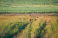 A female roe deer on a meadow early in the morning, secures the environment Royalty Free Stock Photo
