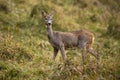 Female roe deer observing on grassland in fall nature