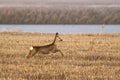 Female of roe deer is running Royalty Free Stock Photo