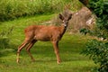 A female Roe Deer, Capreolus capreolus standing standing in a field looking at the camera Royalty Free Stock Photo