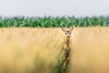 Female roe deer in wheat field. European wildlife. Royalty Free Stock Photo