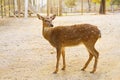Female roe deer Royalty Free Stock Photo