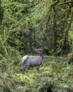 Female Roosevelt elk Cervus canadensis roosevelti Royalty Free Stock Photo