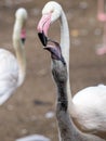 female Rosa Flamingo, Phoenicopterus roseus, feeds her young with mush from her beak Royalty Free Stock Photo