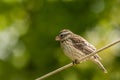 Female Rose Breasted Grosbeak on clothesline Royalty Free Stock Photo