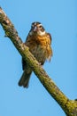 Female Rose-breasted Grosbeak Perched on Tree Royalty Free Stock Photo