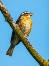 Female Rose-breasted Grosbeak Perched on Tree Royalty Free Stock Photo