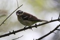 Female Rose-breasted Grosbeak, Pheucticus ludovicianus Royalty Free Stock Photo