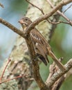 Female rose-breasted grosbeak portrait closeup - Governor Knowles State Forest in Northern Wisconsin in early summer