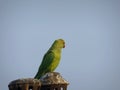 Female rose-ringed parakeet Psittacula krameri Indian parrot Royalty Free Stock Photo