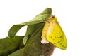 Female roseapple caterpillar moth