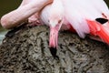 Female Rosy Flamingo, Phoenicopterus ruber governing nest from mud