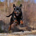 A female rottweiler caught in the jump Royalty Free Stock Photo