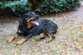 Female Rottweiler with tongue hanging out at high heat