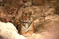 A female Royal bengal tiger Royalty Free Stock Photo