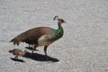Female royal peahen with peachick Royalty Free Stock Photo
