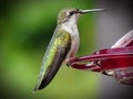 Female Ruby Red Breast Hummingbird Perched at a Hummingbird Feeder