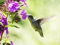 Female Ruby Red Breast Hummingbird