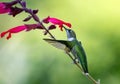 Female Ruby Throat Hummingbird feeds from pink honeysuckle Royalty Free Stock Photo