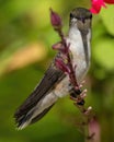 Female Ruby Throat Hummingbird stares straight into camera