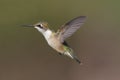 Female Ruby-throated Hummingbird (archilochus colubris) Royalty Free Stock Photo