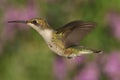 Female Ruby-throated Hummingbird (archilochus colubris) Royalty Free Stock Photo