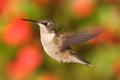 Female Ruby-throated Hummingbird (archilochus colubris) Royalty Free Stock Photo