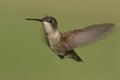 Female Ruby-throated Hummingbird (archilochus colubris)