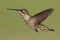 Female Ruby-throated Hummingbird (archilochus colubris) Royalty Free Stock Photo