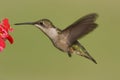 Female Ruby-throated Hummingbird (archilochus colubris) Royalty Free Stock Photo