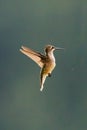 A female Ruby-throated hummingbird, Archilochus colubris, hovering Royalty Free Stock Photo