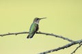 Female Ruby-throated hummingbird, Archilochus colubris, sitting on a branch Royalty Free Stock Photo
